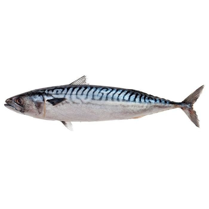 FISH BLUE MACKEREL SABA New Zealand (Sold by kg)