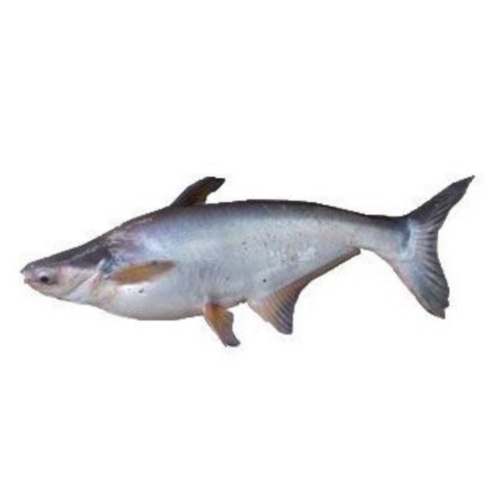 FISH PATIN HIGH FIN Fresh 1kg Up