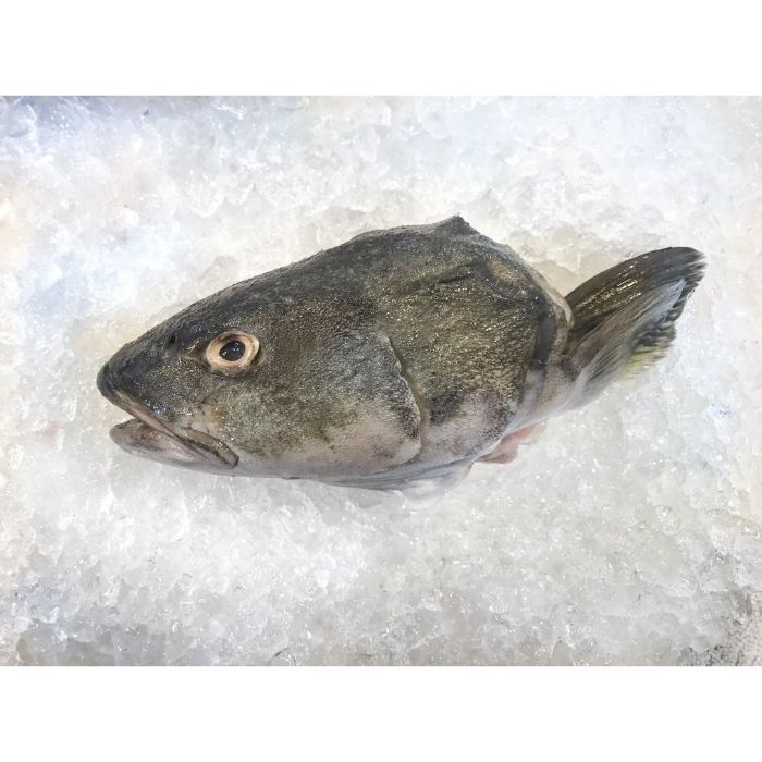 FISH HEAD COD BLACK USA Frozen (Sold by kg)