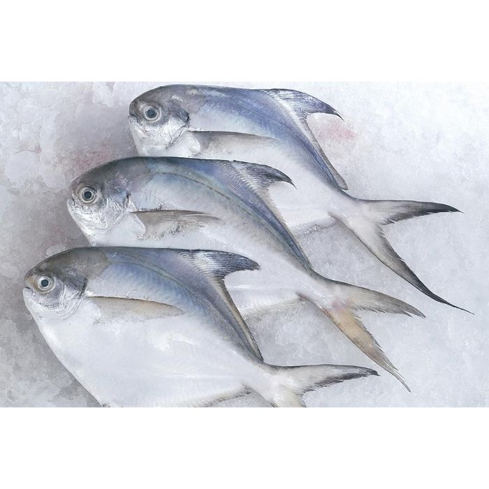 FISH BAWAL Putih/白鲳鱼“冷冻”（按公斤出售）
