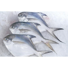 FISH BAWAL Putih/White Pomfret ''Frozen'' (Sold by kg)