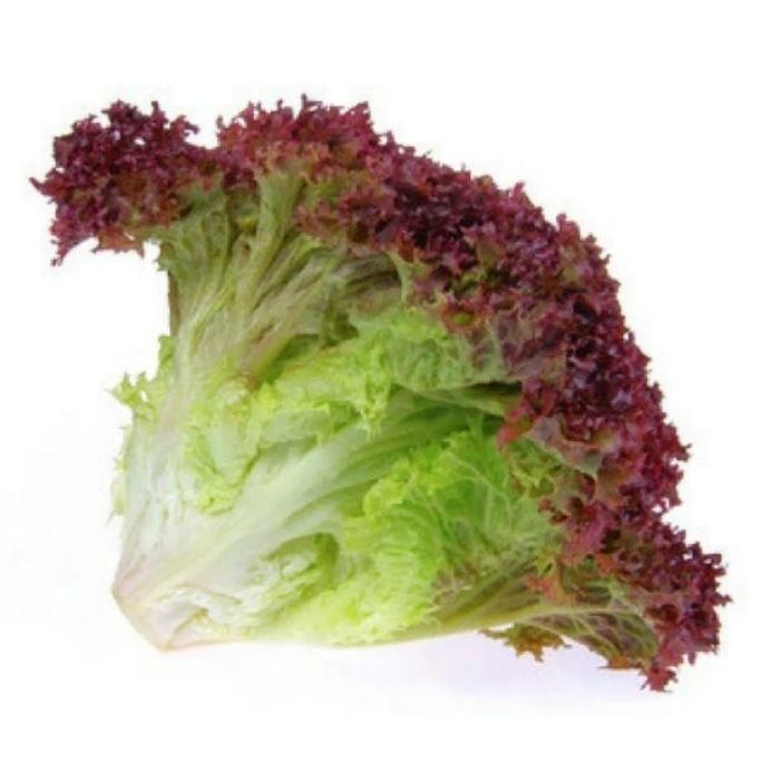 DAUN SALAD Merah/Red Coral Salad/LolloRossa