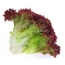 DAUN SALAD Merah/Red Coral Salad/LolloRossa