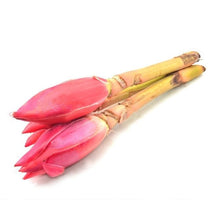 BUNGA KANTAN/Torch Ginger Bud 3sticks/bunch