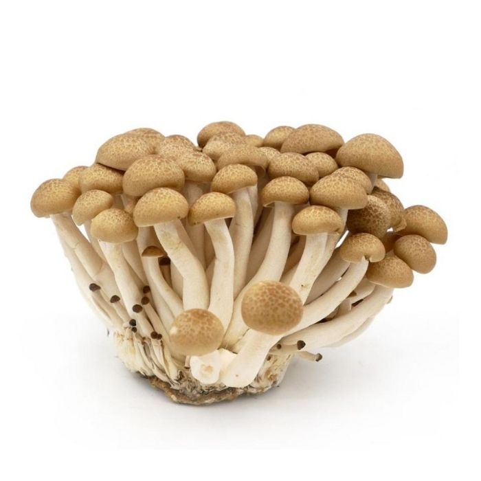 MUSHROOM SHIMEJI Brown