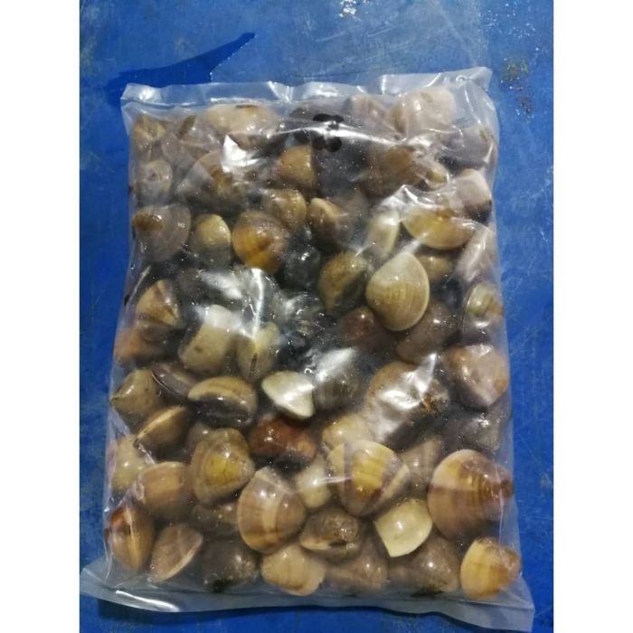 KAPAR CLAM Whole Frozen