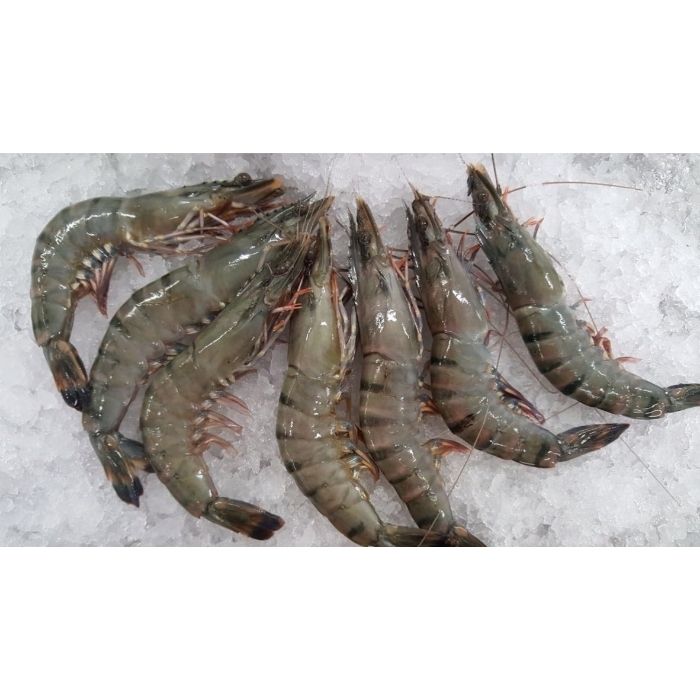 PRAWN TIGER BLUE Frozen