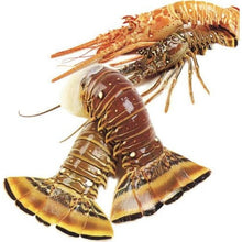 LOBSTER ROCK TAIL USA Frozen (300g+-/piece) Sold by kg