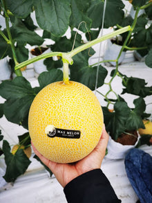 MAS MELON Japanese Cultivation ''Organic Harvest''