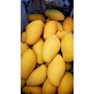 MANGO MASAK/MANGOES RIPE