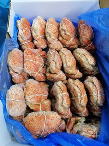 SNOW CRAB Australian
