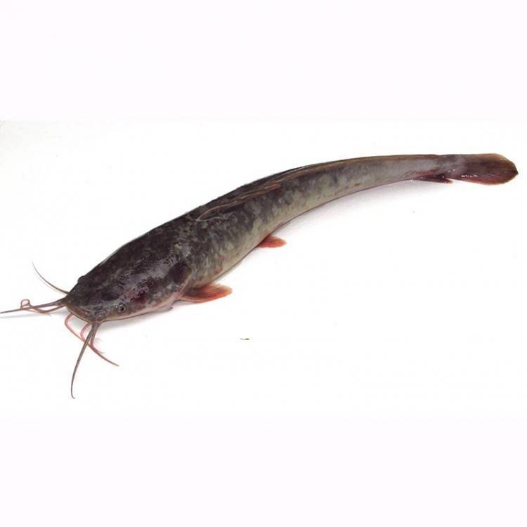 鲶鱼新鲜 Saiz (5/7pcs) 按公斤出售