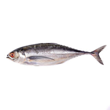 FISH CENCARU/Hardtail Fresh
