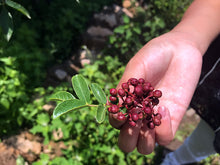 BIJI LADA SI CHUAN Merah Jambu