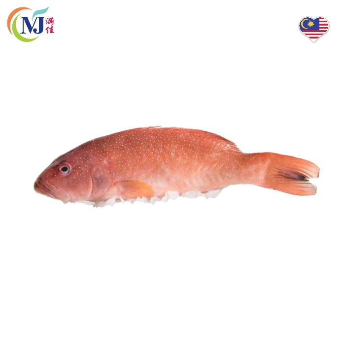 FISH CORAL TROUT Whole Frozen From Sabah
