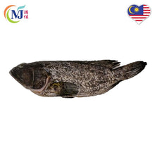 FISH KERAPU / BLACK TIGER DRAGON FISH Clean 龙虎班