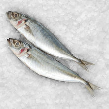 FISH SARDINE White Frozen (Sold by kg)