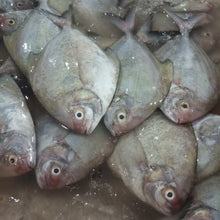 FISH BAWAL Hitam/Black Pomfret ''Fresh''