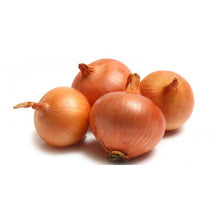 BAWANG KUNING BESAR Holland
