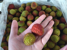 LYCHEE Fresh