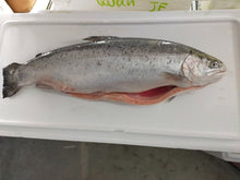 FISH SALMON TROUT WILD Norway FRESH