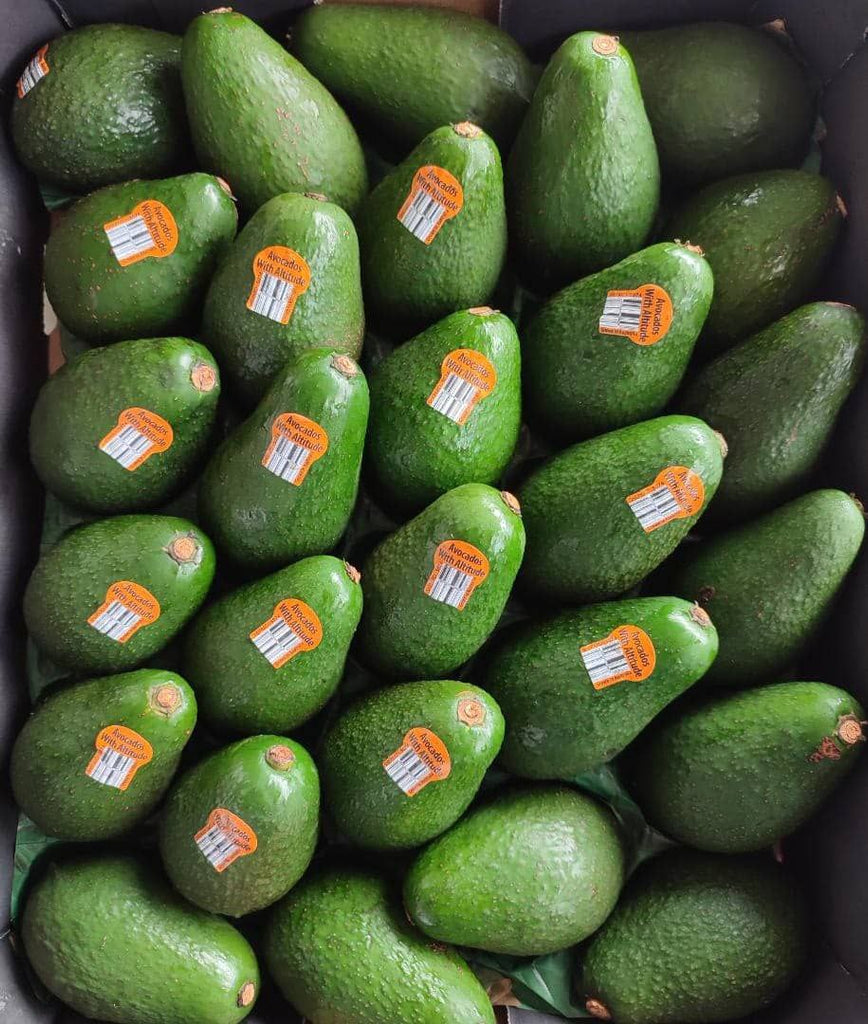 AVOCADO Australian Queensland