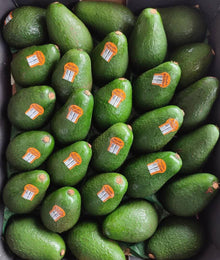 AVOCADO Australian Queensland