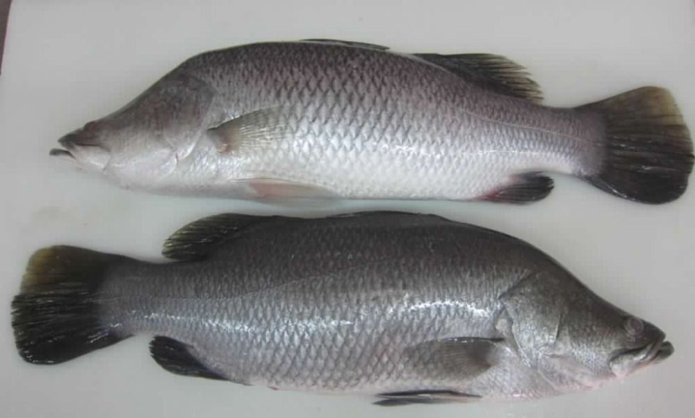 FISH SIAKAP/Barabundi ''Frozen'' Sold By Kilo