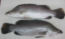 FISH SIAKAP/Barabundi ''Frozen'' Sold By Kilo