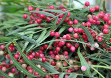 BIJI LADA SI CHUAN Merah Jambu