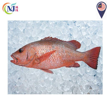 FISH JENAHAK/新鲜红鲷鱼