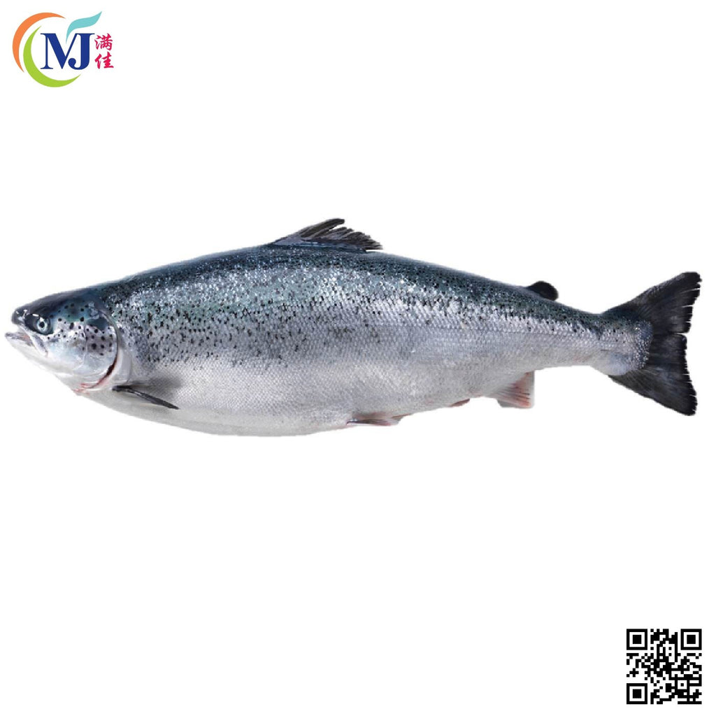FISH SALMON WHOLE Norwegian (A) 3-5kg+-/no Fresh