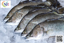 FISH SIAKAP/Barabundi ''Fresh''