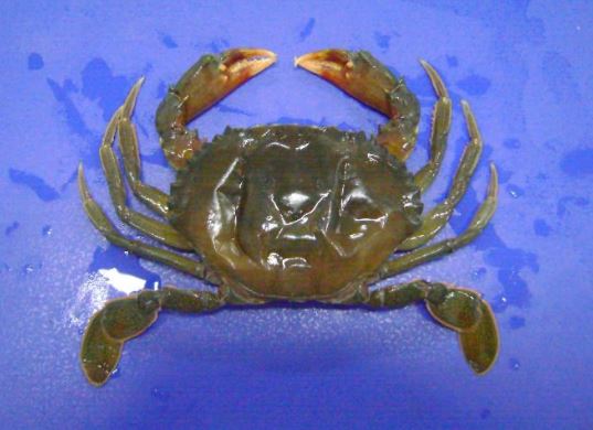 蟹软壳