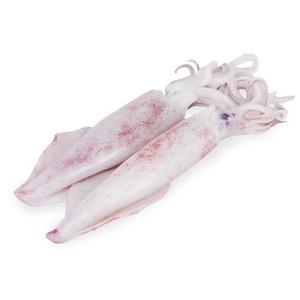 SOTONG /SQUID FROZEN Whole With Skin RED Fz