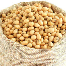 KACANG SOYA BEAN Holland